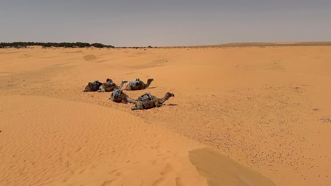 Treck dans le desert de douz avec les chameliers 7